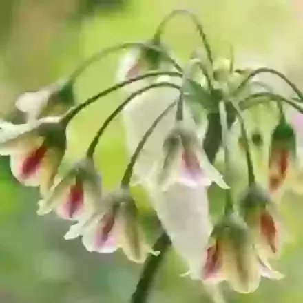 Siculum
